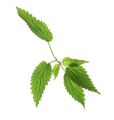 Fresh stinging nettle plant on white background