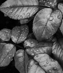 black and white rose bush leaves with rain drops high detail and sharpness - 439644221