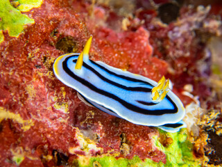 Beautiful and colorful sea slug of Reunion island