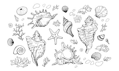 Seashells vector set. Hand drawn illustration on white background. Collection of realistic sketches. Various mollusk sea shells different forms, echinus, sea-urchin, starfish, seaweed, coral, clam. - obrazy, fototapety, plakaty