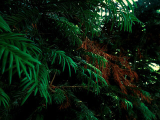 Fresh green spruce, in a summer park in nature