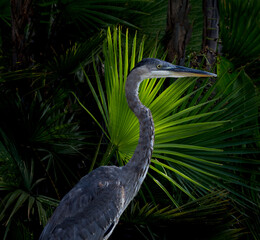 great blue heron hunting against bright green highlight fan plant - 439645010