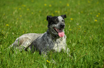 Happy dog is lying in the grass in outdoors.