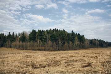 pine forest in the spring