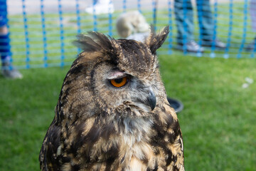 A close up of the face of a Eurasian eagle owl.
