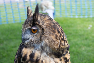 A close up of the face of a Eurasian eagle owl.