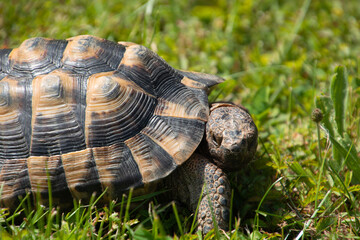 testudo hermanni turtle female side view in the green meadow