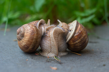 Grape snails