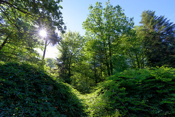 Dwarf beech foliage in Verzy forest. Reims mountain Regional Nature Park
