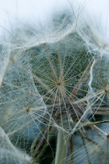 Schwarzwurzelsamenstand