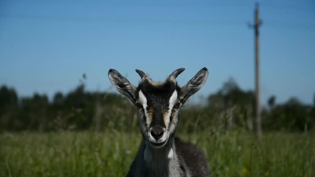 Brown baby goat head close up outdoor