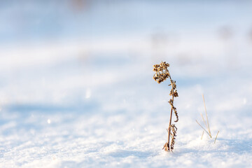 dry plant in sparkling snow on a white background