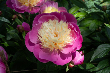 A flowering pink and yellow peony called 