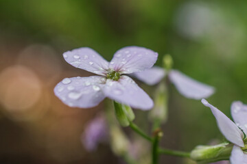 close up of a flower with rain drops