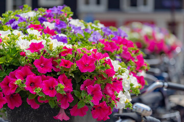 Fototapeta na wymiar Amsterdam canal bridge, Decoration with a bush of multicolor Petunia flowers on the railing, Beautiful ornamental flowering plants with blurred view of architecture traditional houses as background.