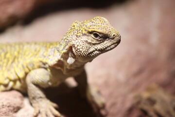 Nahaufnahme junge Leguane