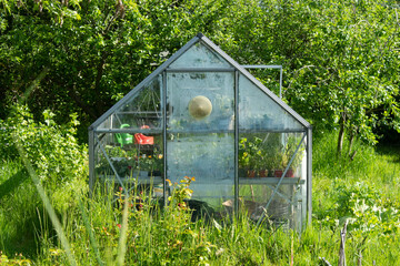 A glass greenhouse on an allotment in York, UK.