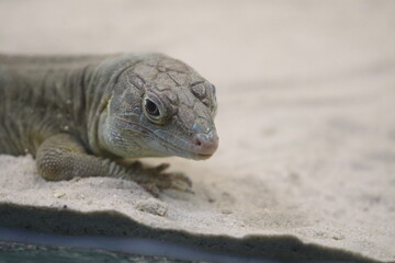 Nahaufnahme junger Leguan