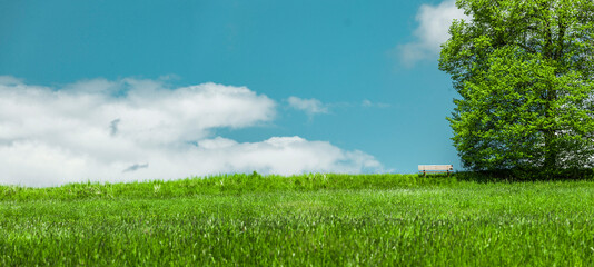 Obraz premium Sitzbank auf einem Hügel mit Baum