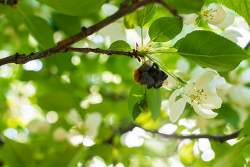 Blooming apple tree shot close up. White flowers. Selective focus