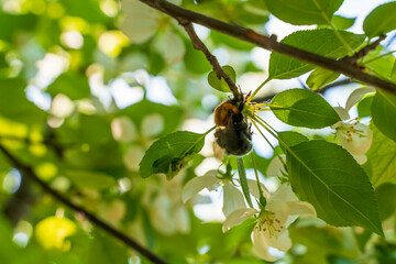 Bumblebee on a blooming apple tree. White flowers