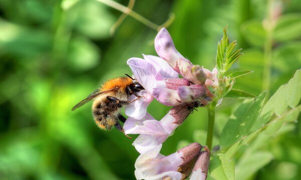 Hummel beim best&auml;uben der Zaunwicke