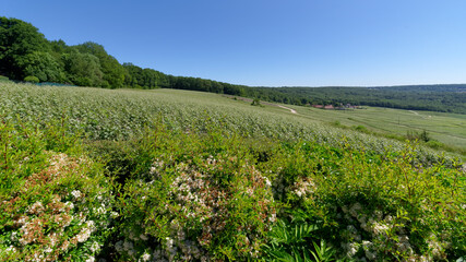 Fototapeta na wymiar Vineyard in the Reims mountain Regional Nature Park