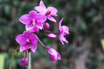 Fototapeta na wymiar bunch of purple orchid flower