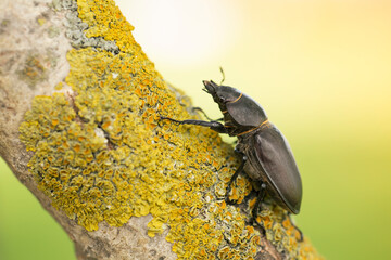 Female of stag beetle (Lucanus cervus) on the tree