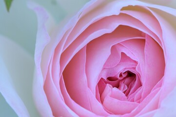 Obraz na płótnie Canvas Pierre de Ronsard rose flower closeup, rose flower macro, rose background, floral background.