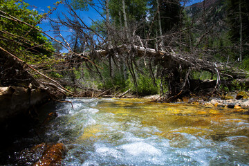 Rushing Rapids of the Wasatch