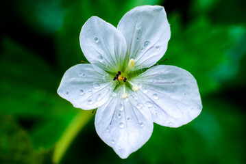 Flower Petal Water Droplets