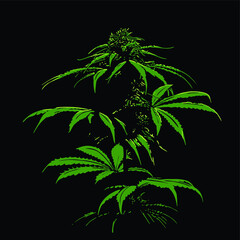 Fototapeta na wymiar cannabis tree silhouette in vector