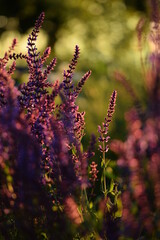 Obraz premium Salvia nemorosa flowers blooming in beautiful sunset garden, bokeh garden background, summer garden beauty.