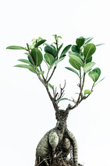 Bonsai ficus ginseng with green leaves