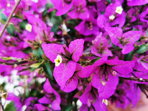 Top view of great bougainvillea purple flowers with heart-shaped leaves
