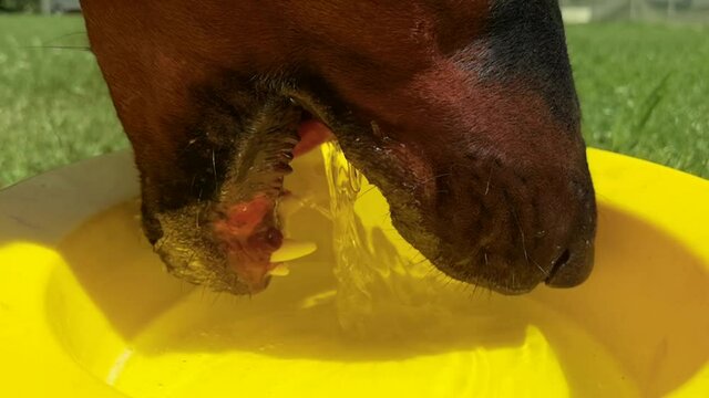Nahaufnahme Dobermann beim Trinken in Zeitlupe