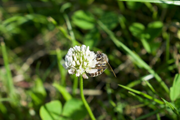 A close up of a flower with bee