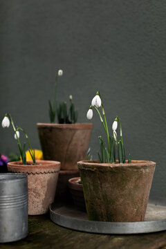 Snowdrops and flowers pots collection