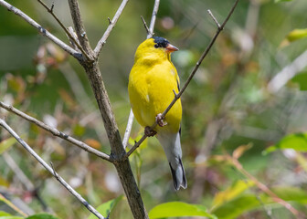 An American Goldfinch perched on a limb 