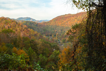 Obraz premium Fall colors in Great Smokey Mountains of North Carolina 