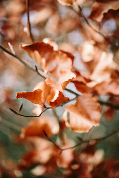 Abstract photograph of beech leaves in winter
