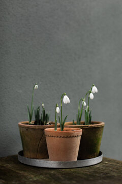 Three pots with flowering snowdrops