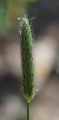 close up of grass