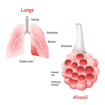 Pulmonary alveolus. alveoli, trachea, and bronchiole in the lungs.