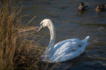 Young mute swan on a lake