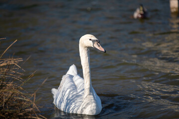 Young mute swan on a lake
