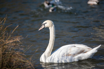 Young mute swan on a lake