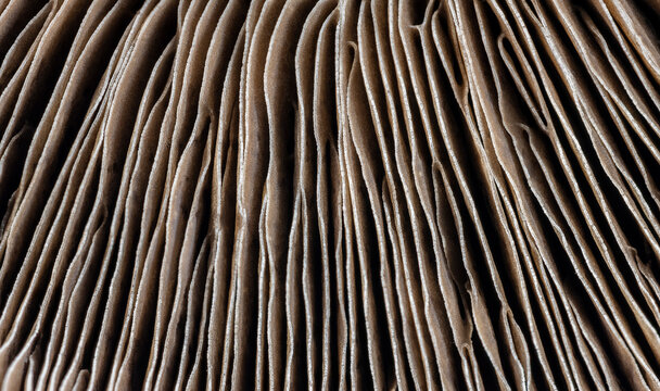Mushroom Textures