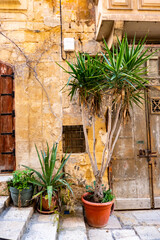 Fototapeta na wymiar Plants and front door of a house in Valletta